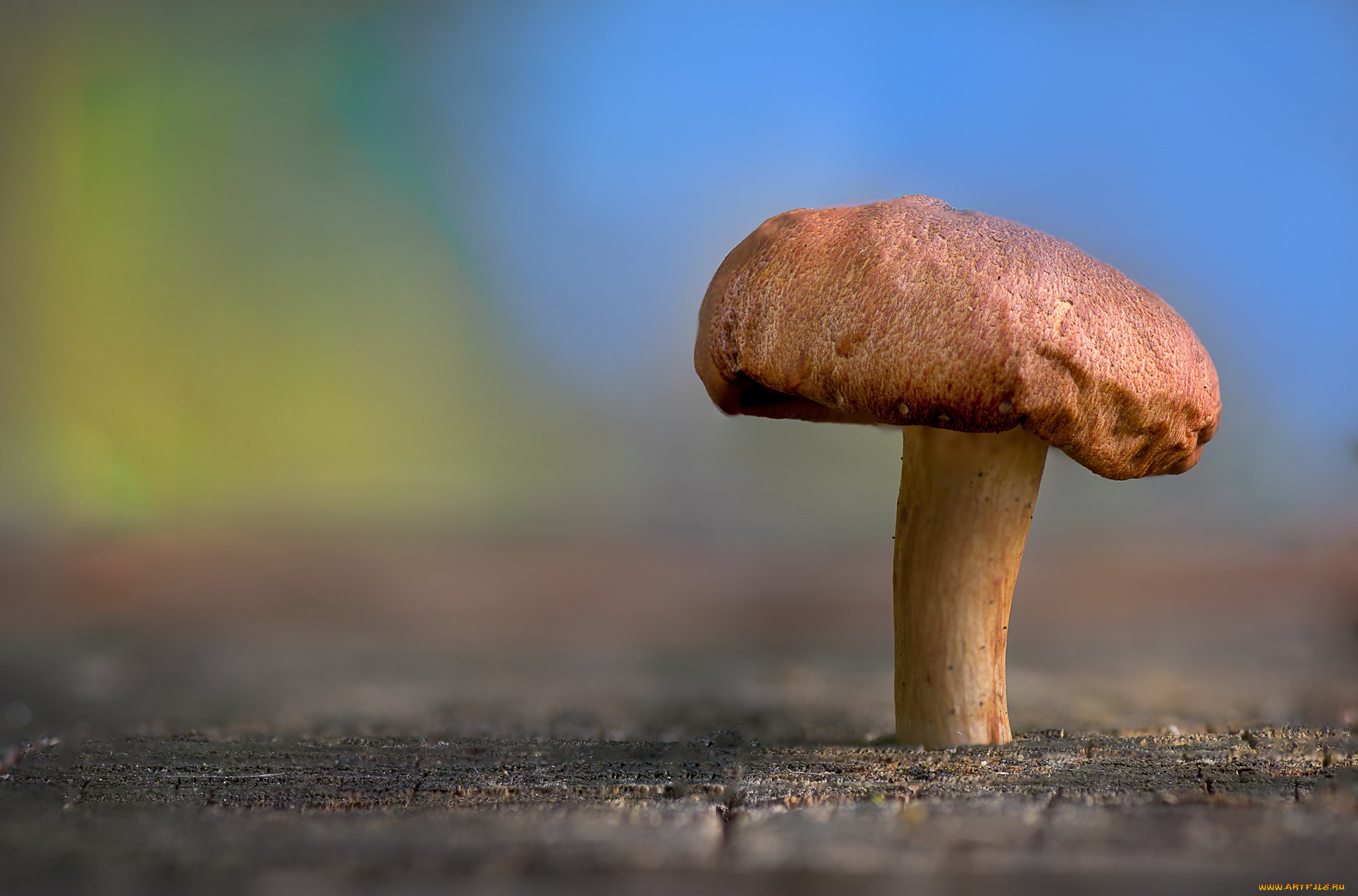 , , nature, beauty, mushroom